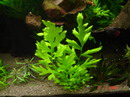 Ceratopteris Thalictroides